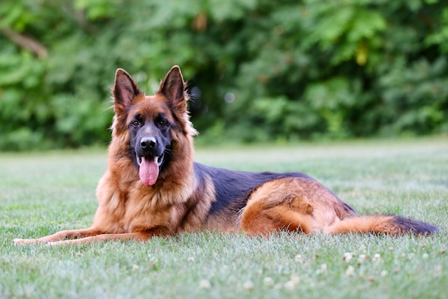 Sultan’s German Shepherd’s | Gallery